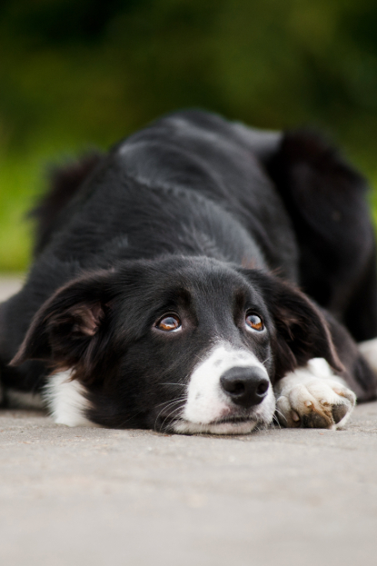 dog shop by concern stress anxiety