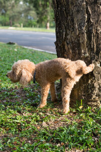 dog shop by concern urinary kidneys