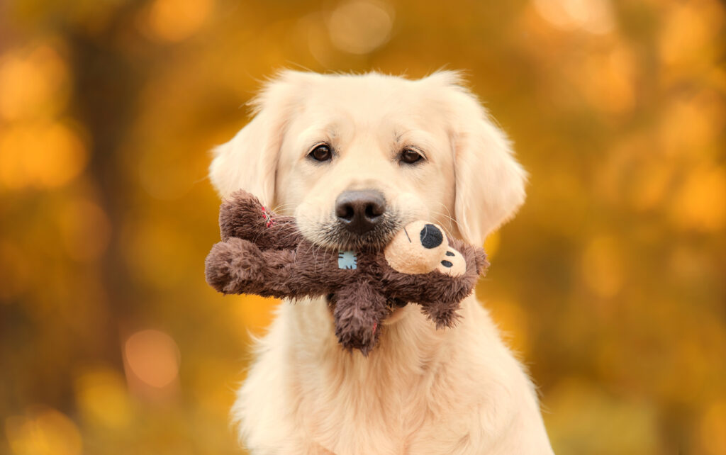 AdobeStock