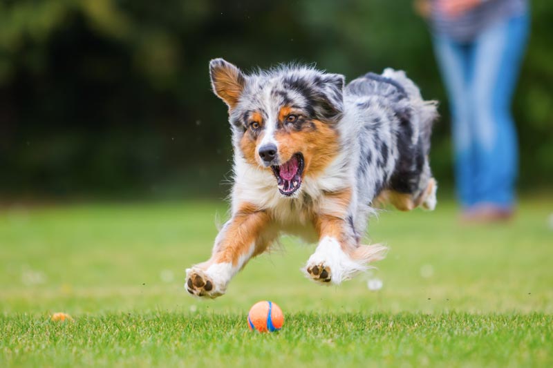 australian shepherd happy paws