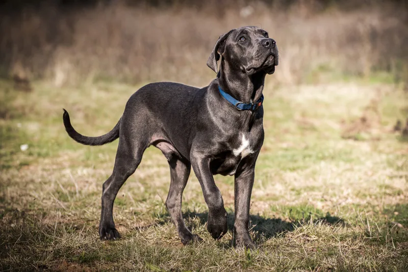 cane corso happy paws dog breeds