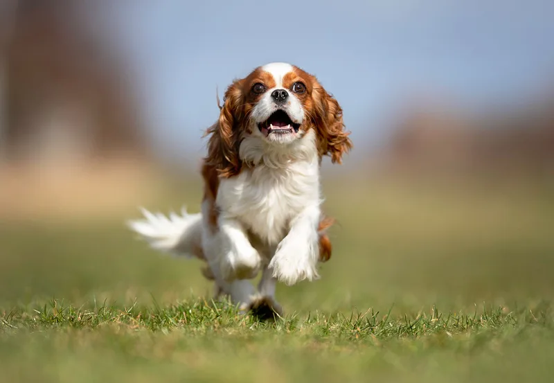 cocker spaniel happy paws