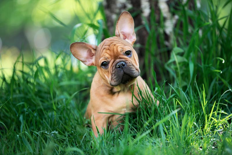 french bulldog breed happy paws