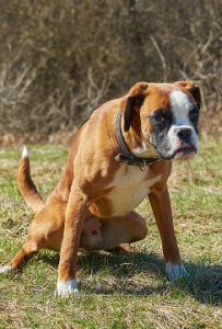 urinary tract dog health happy paws